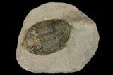 Detailed Zlichovaspis Trilobite - Issoumour, Morocco #171510-3
